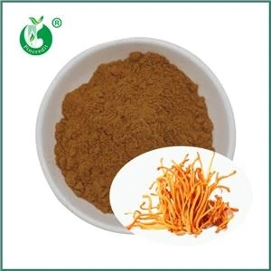 Šta je ekstrakt Cordyceps Militaris? Koji su njeni glavni sastojci?